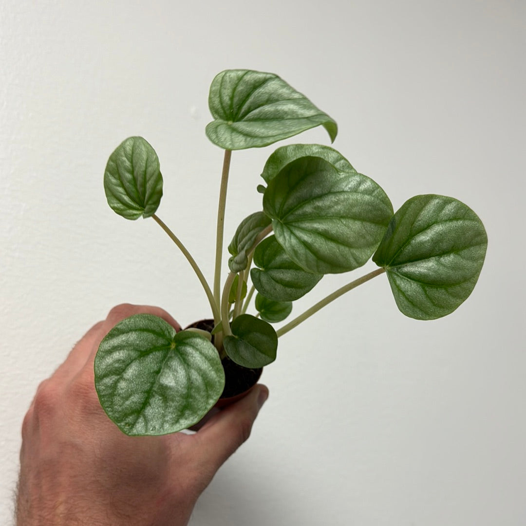 Peperomia Frost