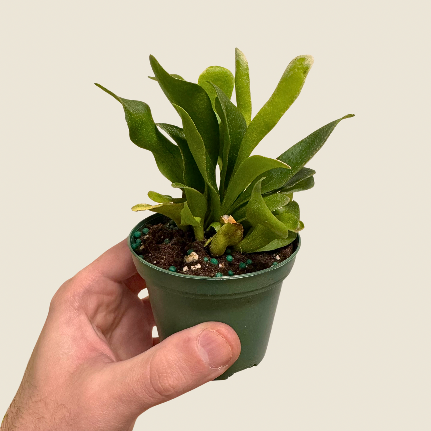Fern Staghorn
