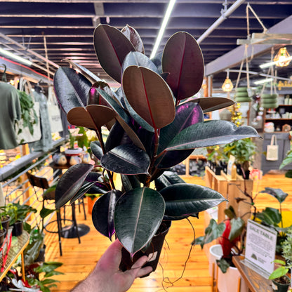 Ficus Burgundy