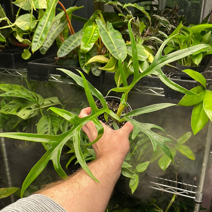 Philodendron Tortum