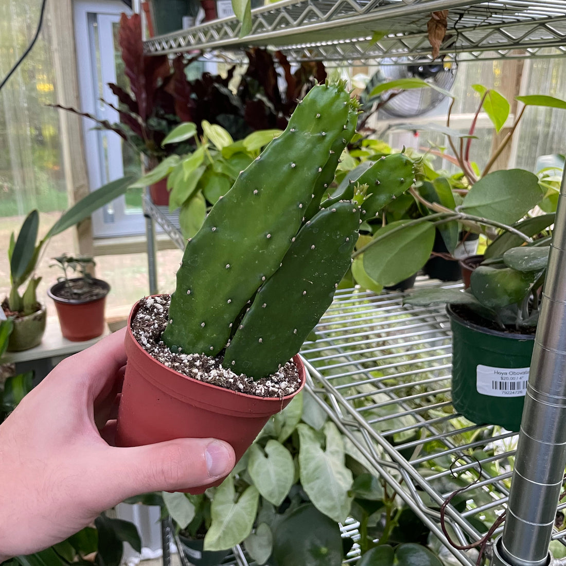 Cochineal Nopal