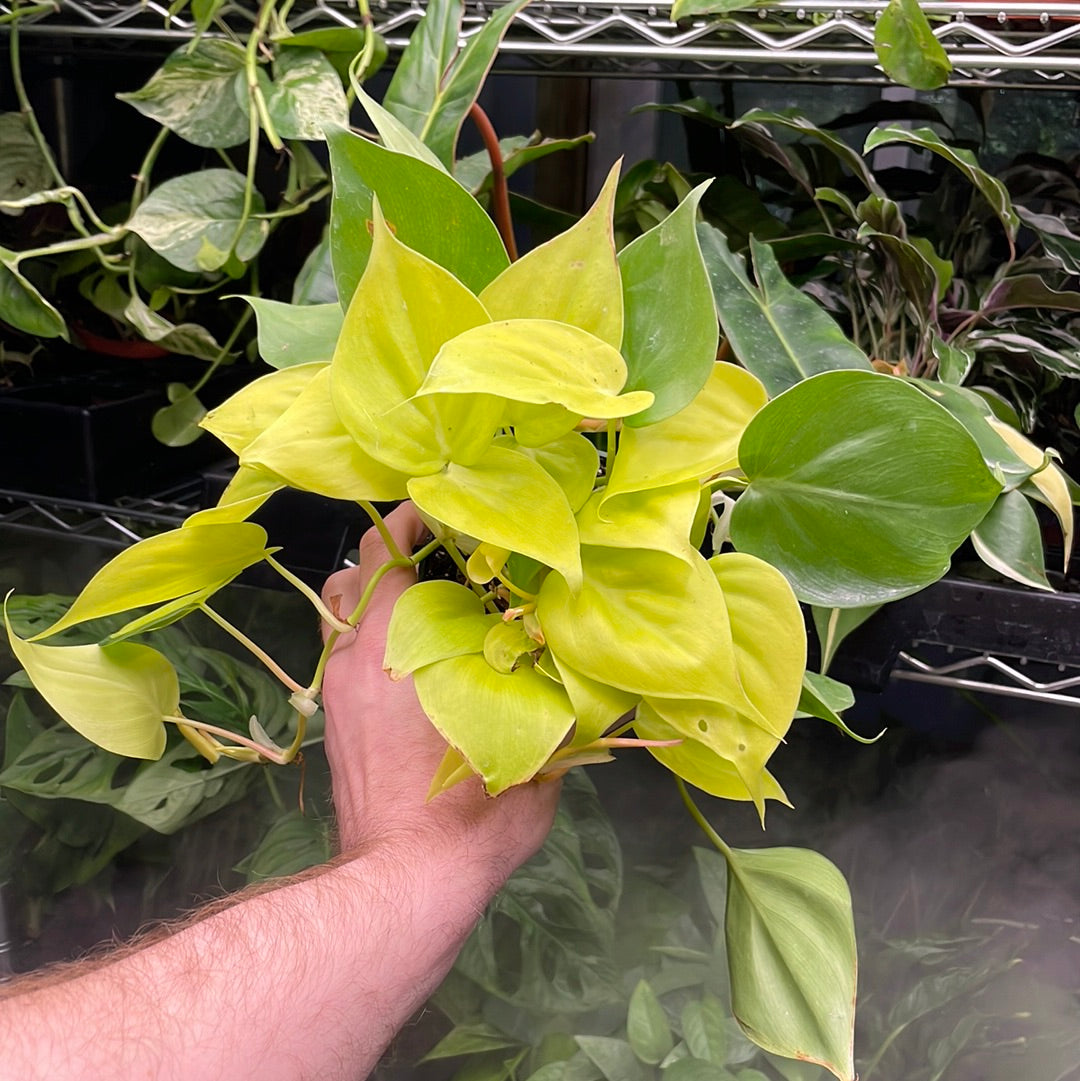 Philodendron Neon