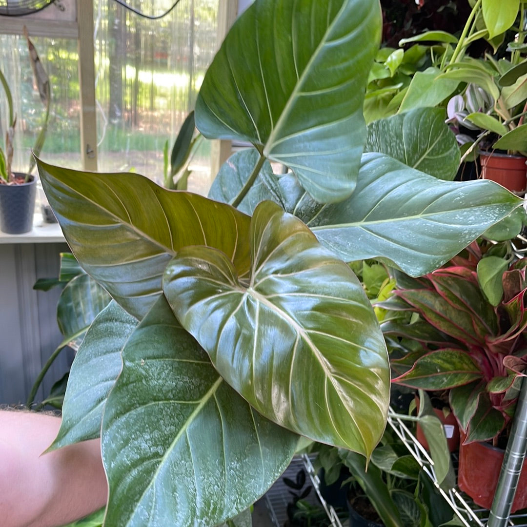 Philodendron Summer Glory