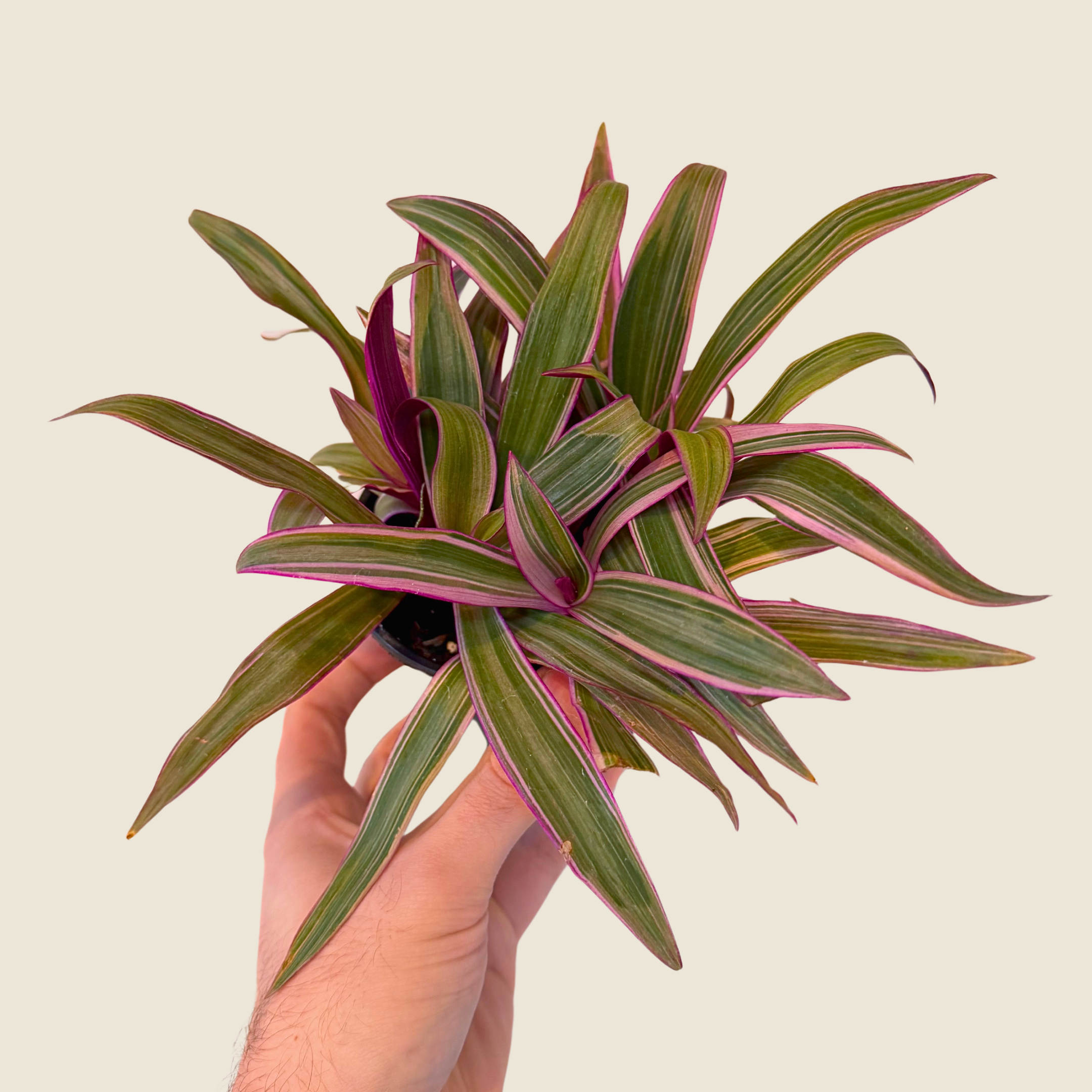 Tradescantia Spathacea