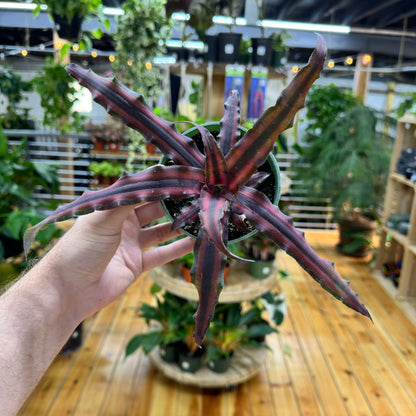 Cryptanthus Earth Star