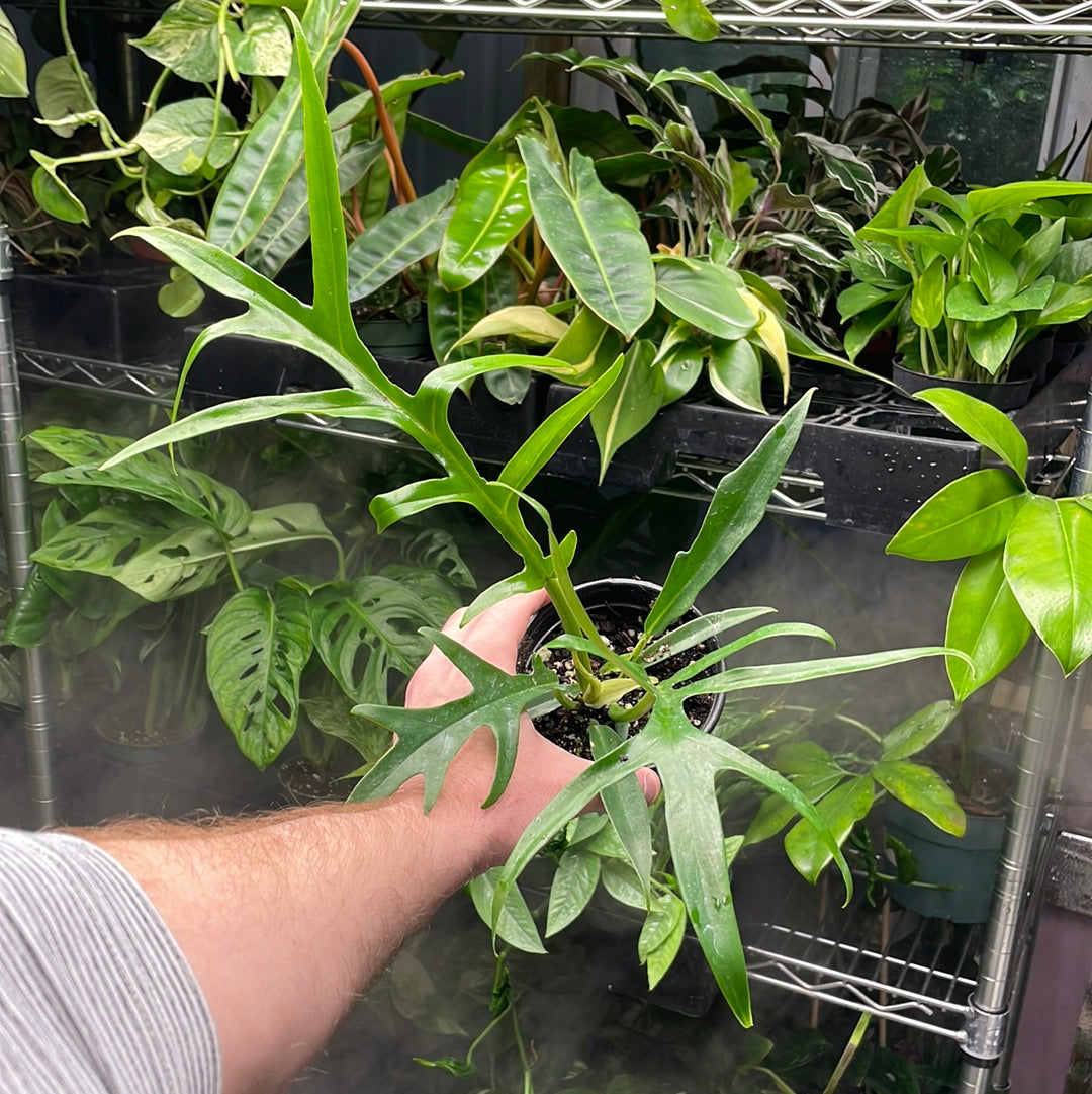 Philodendron Tortum