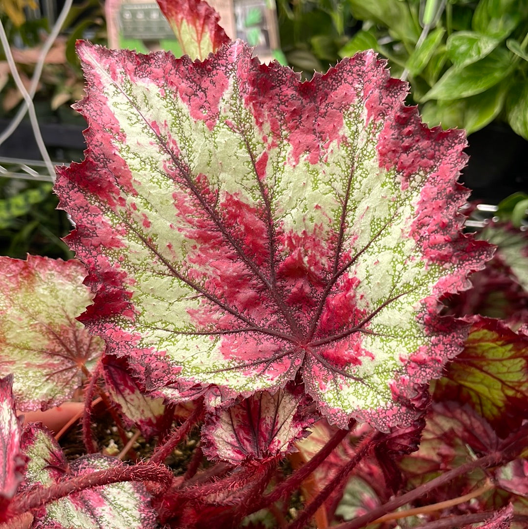 Begonia Ring of Fire