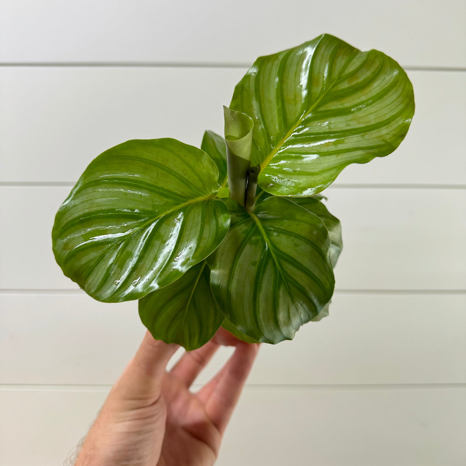 Calathea Orbifolia