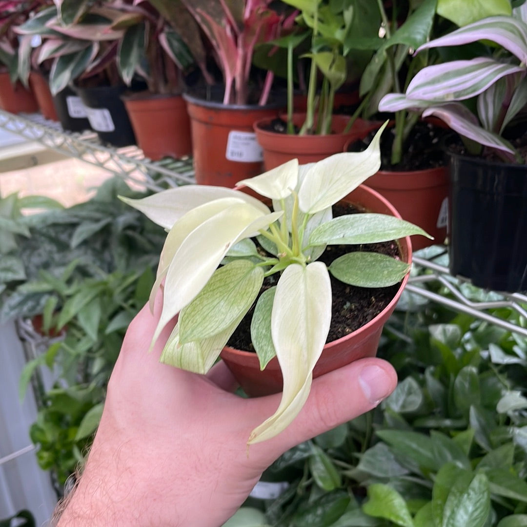 Philodendron Florida Ghost Mint