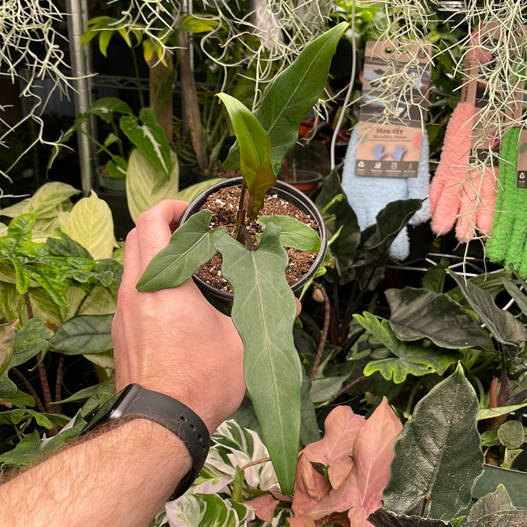 Alocasia Lauterbachiana