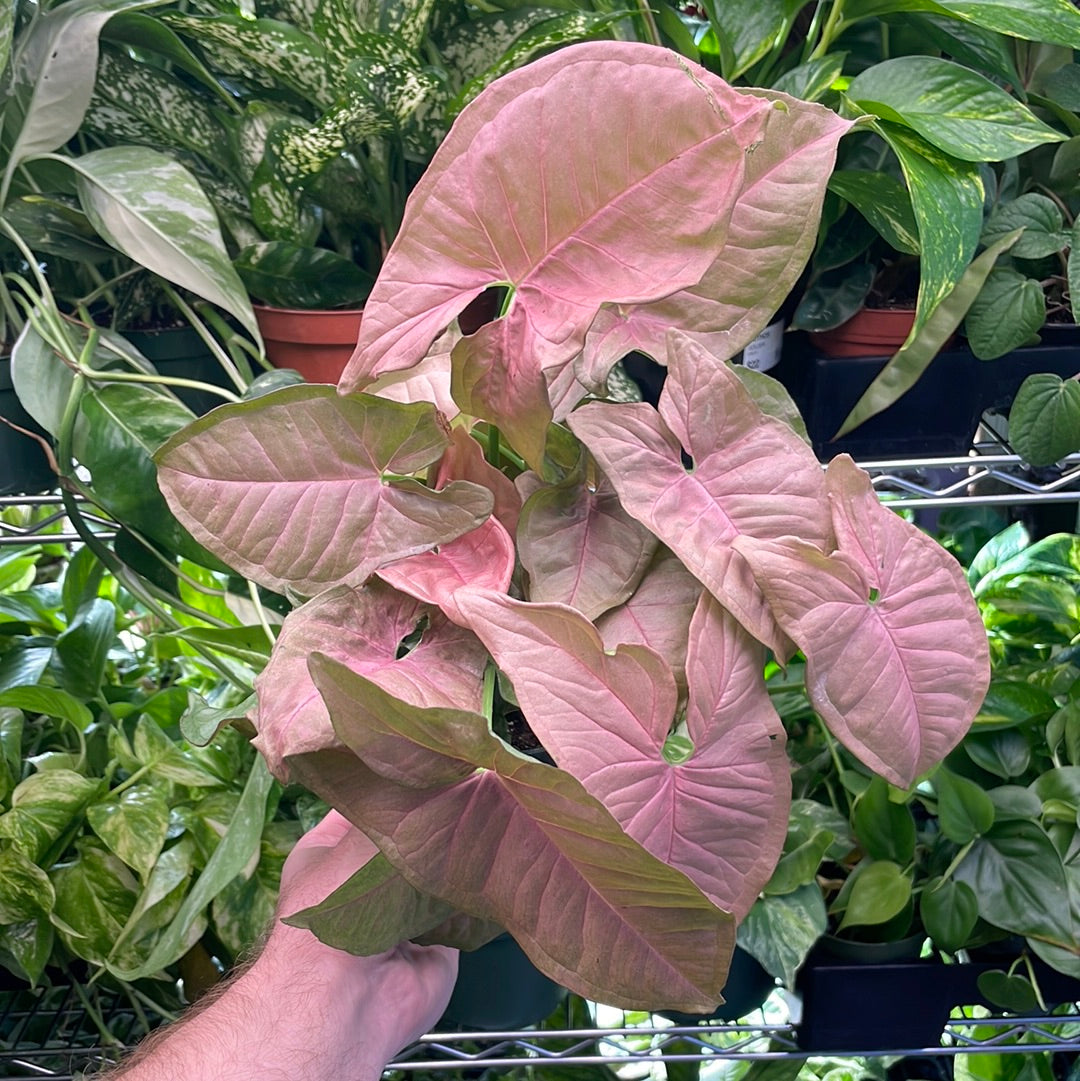 Syngonium Neon Pink