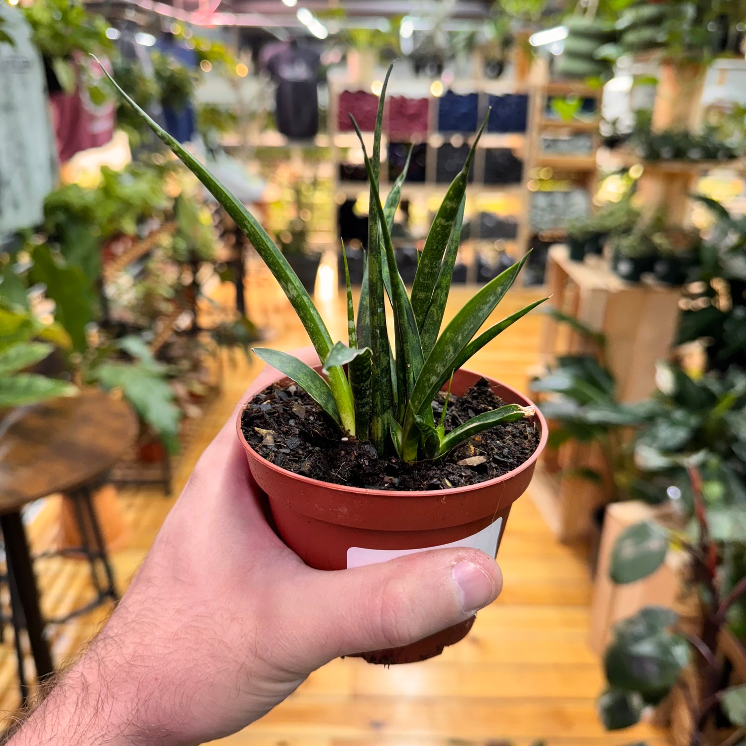 Sansevieria Fernwood