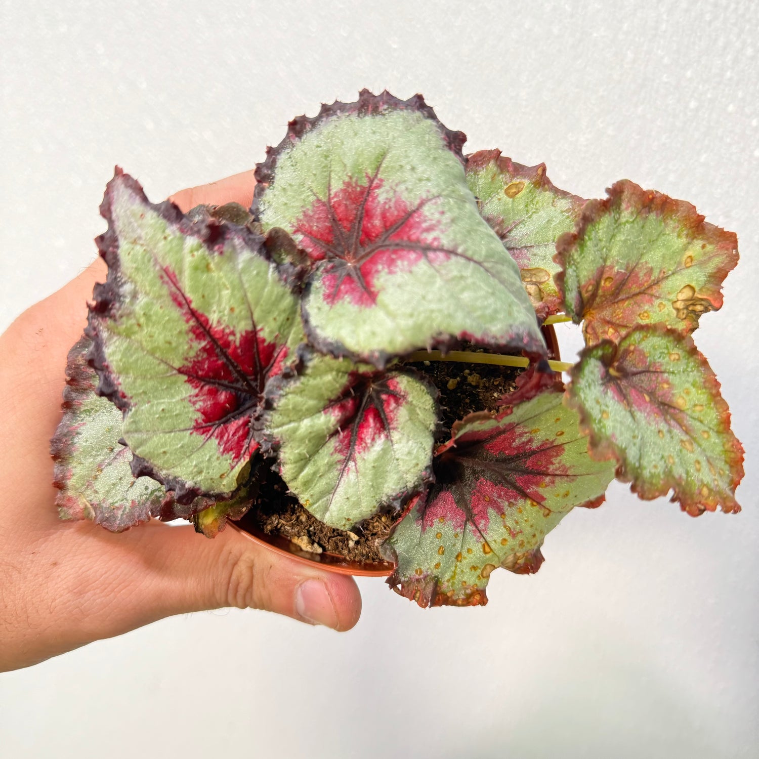 Begonia Harmony&