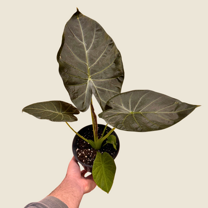 Alocasia Regal Shields