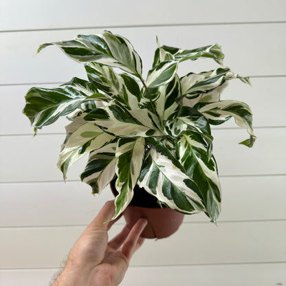 Calathea Stella