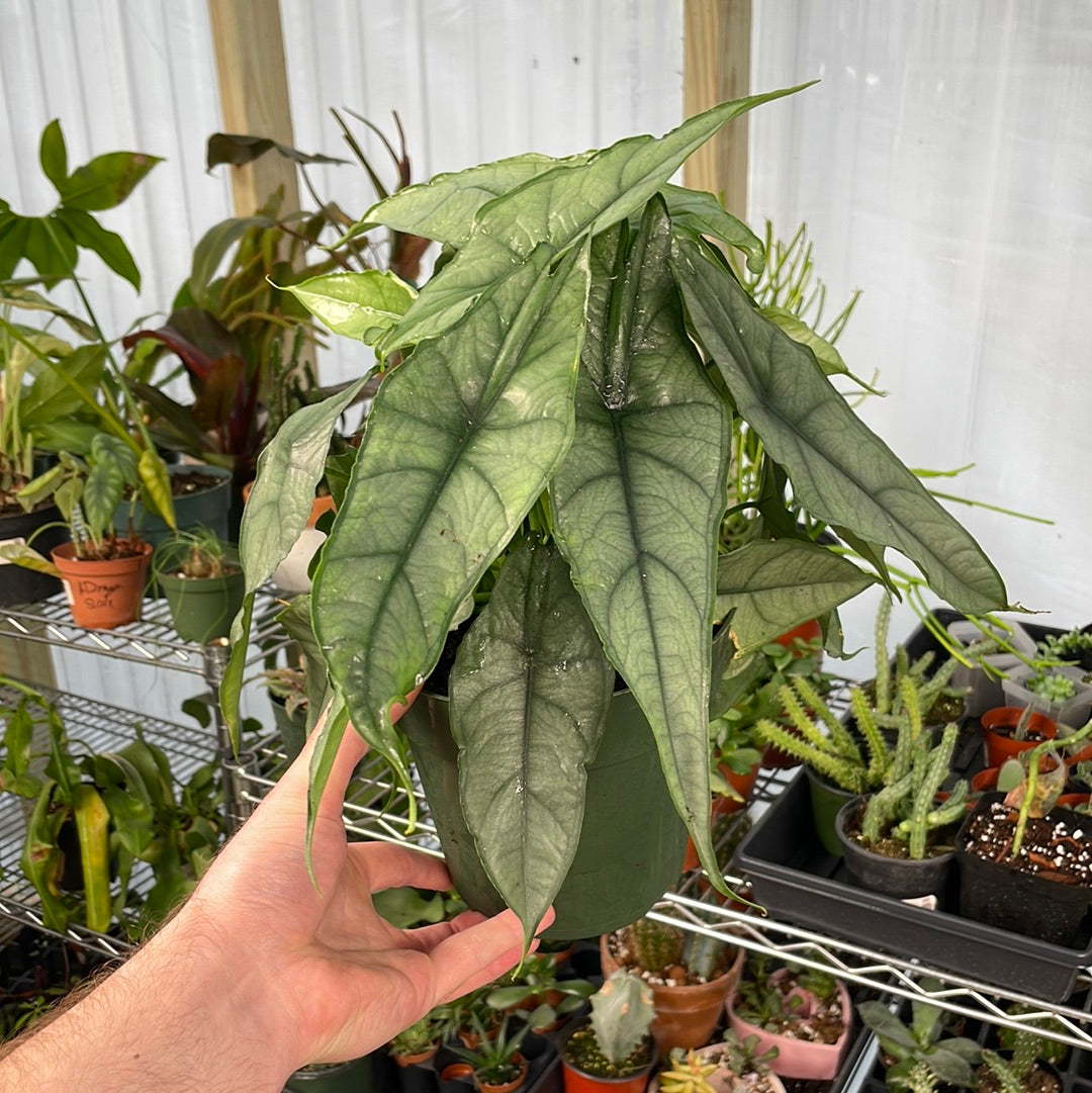 Alocasia Dragon&