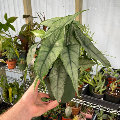 Alocasia Dragon&