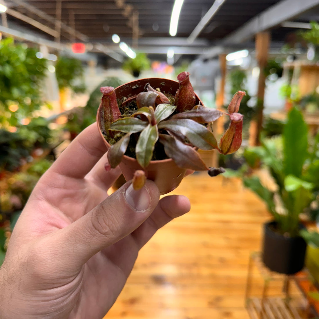 Nepenthes Bloody Mary