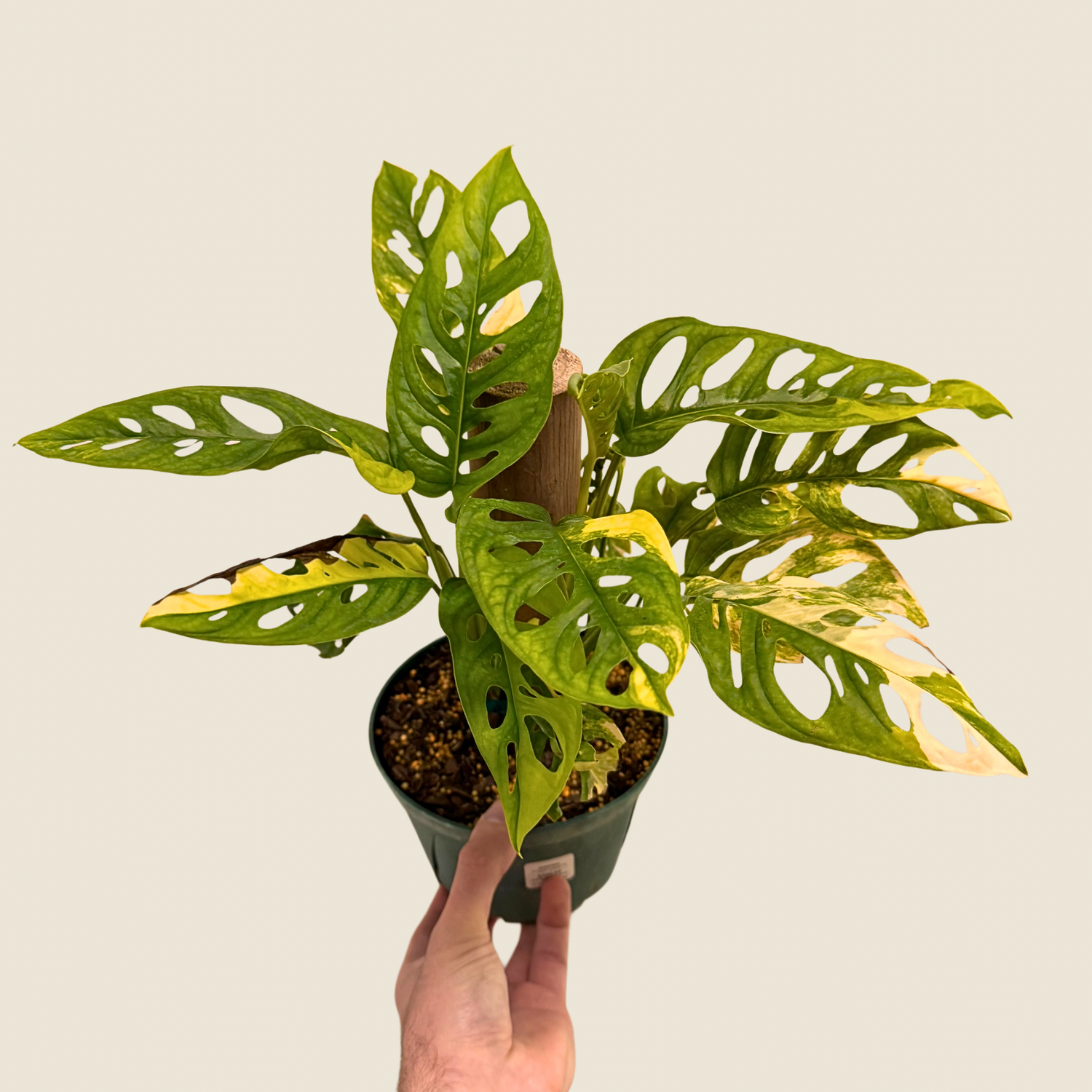 Monstera Adansonii Variegated