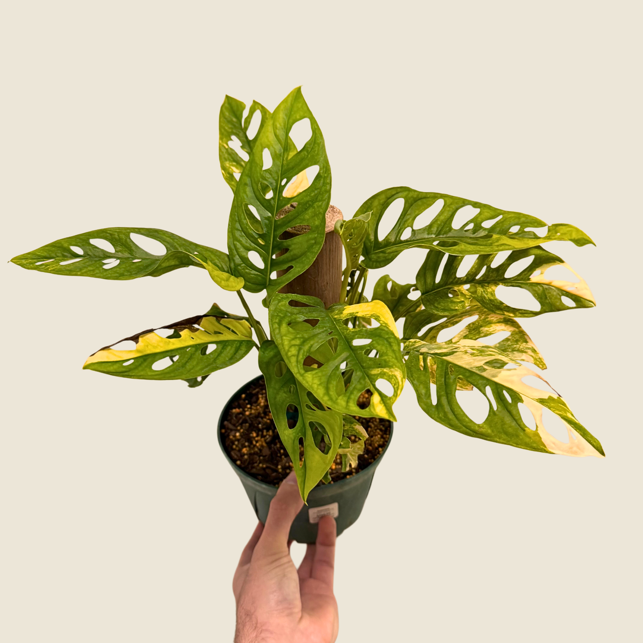 Monstera Adansonii Variegated