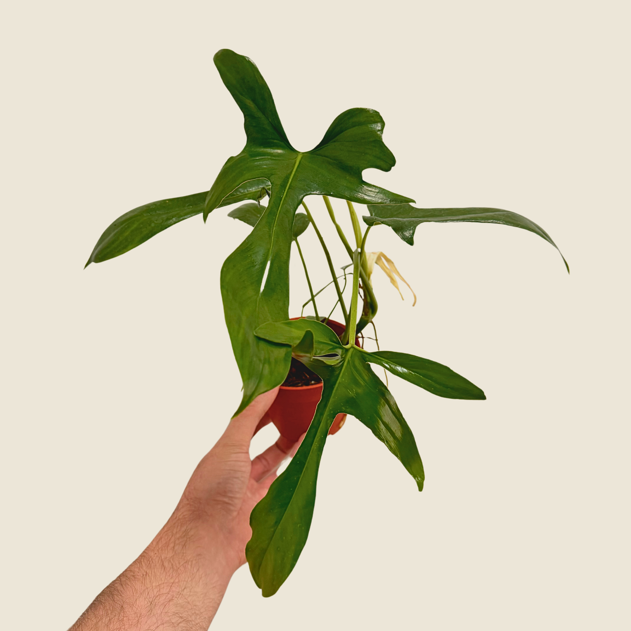 Philodendron Glad Hands