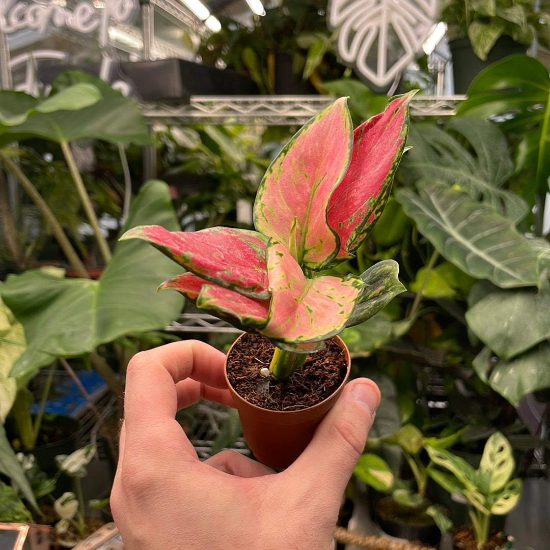 Aglaonema Geely Red