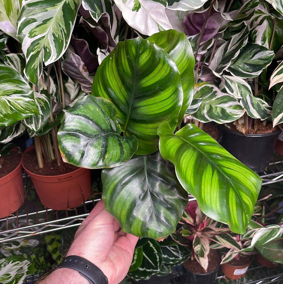 Calathea Fasciata