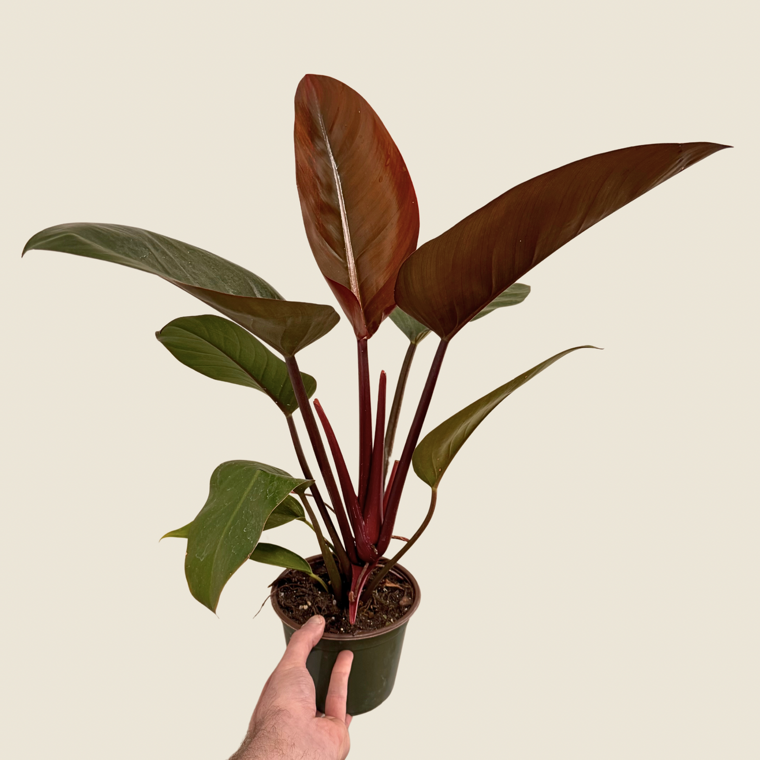 Philodendron Congo Rojo