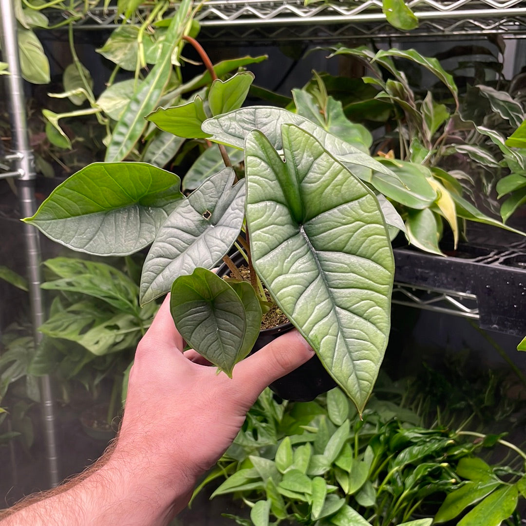 Alocasia Platinum