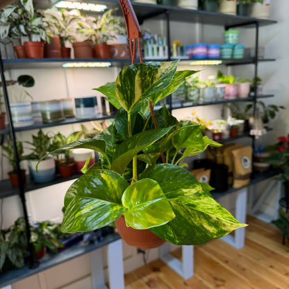 Pothos Hawaiian