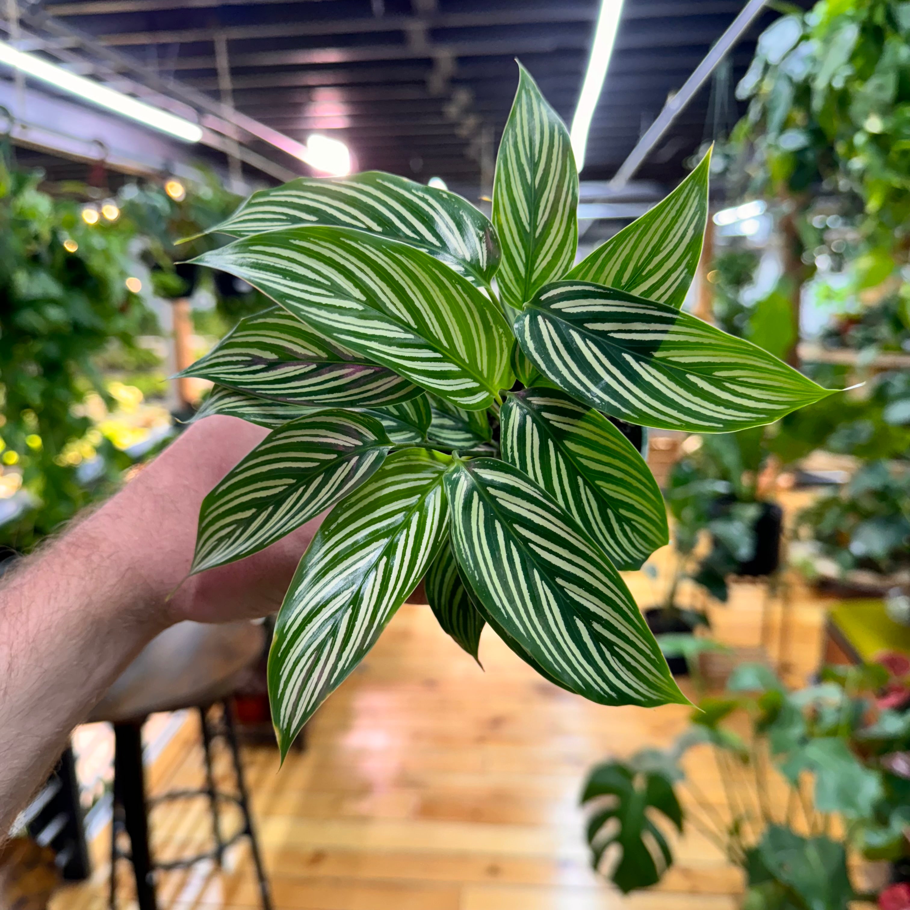 Calathea Vitatta