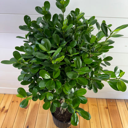 Ficus Daniella Braid