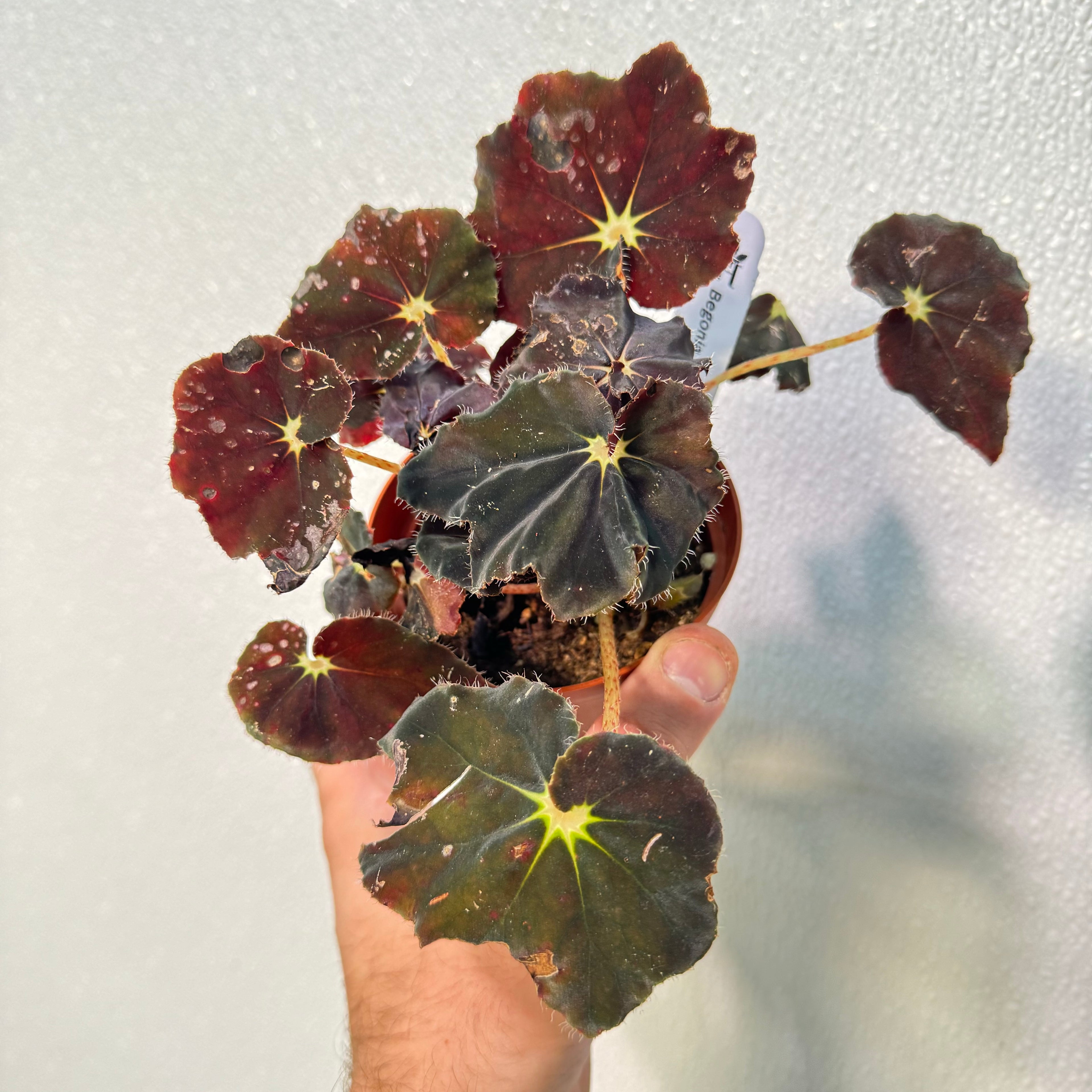 Begonia Dark Mambo