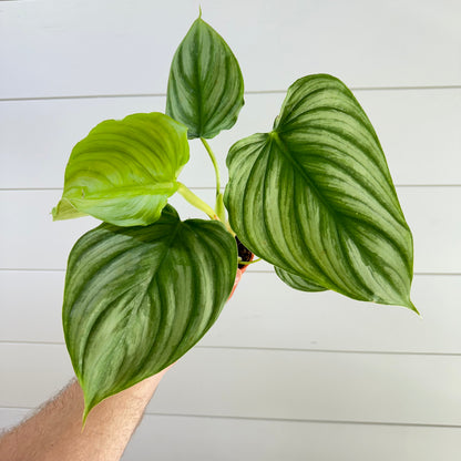 Philodendron Pastazanum Silver