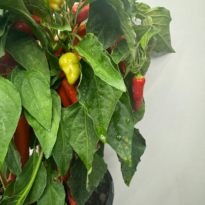 Sweet Pepper Plant