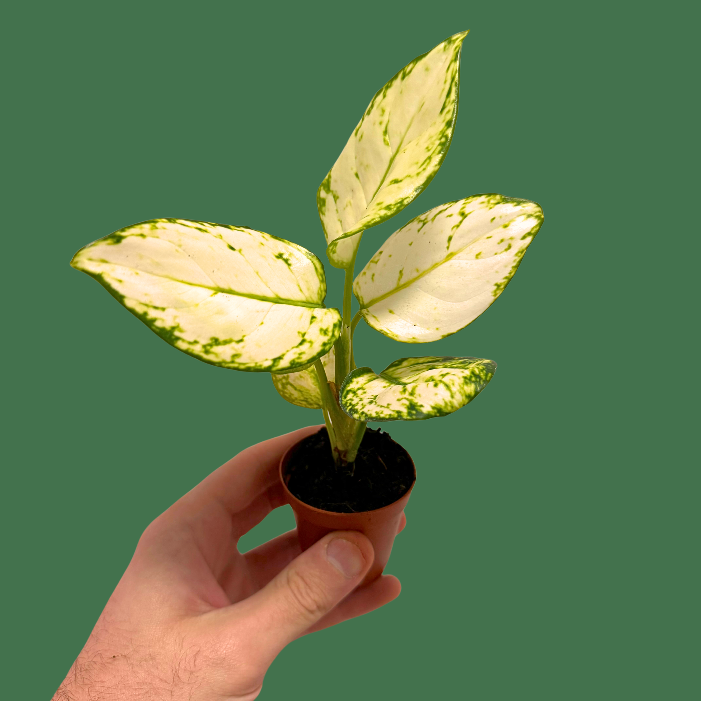 Aglaonema Super White