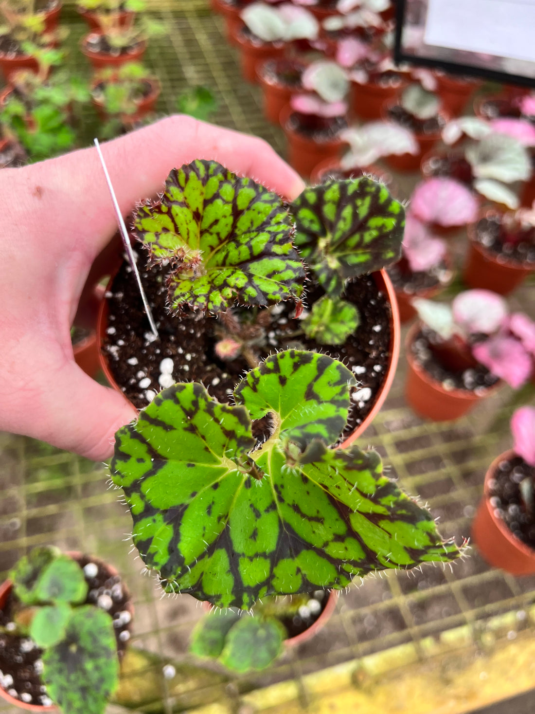 Begonia Smiling Tiger