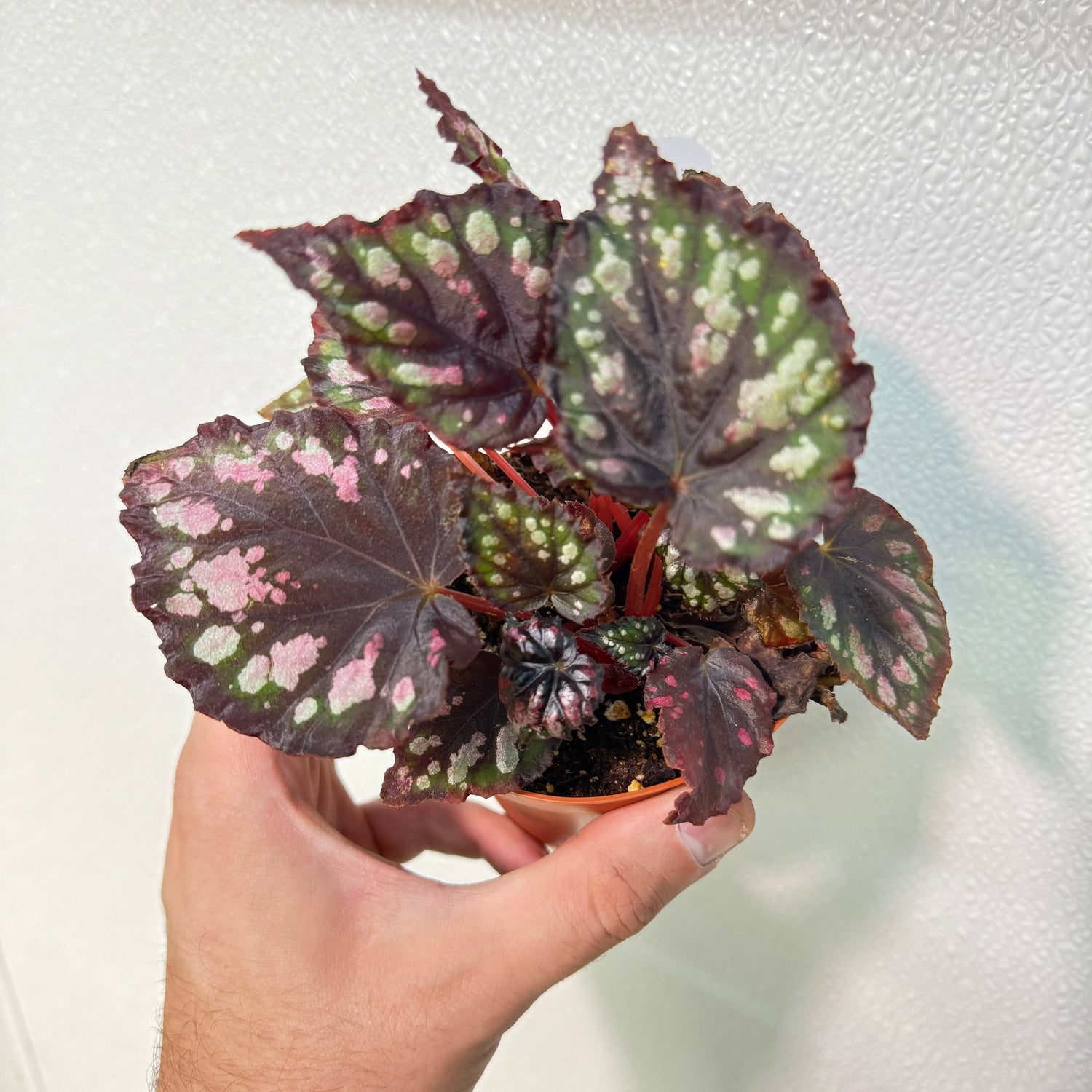 Begonia Etna