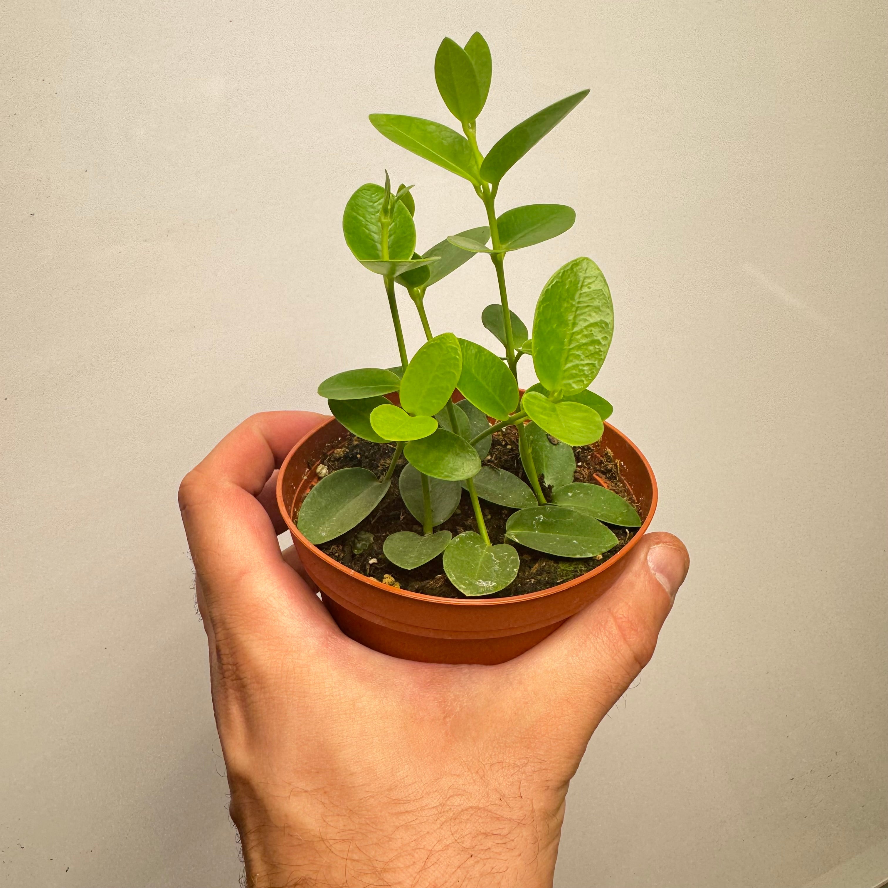 Hoya Cumingiana