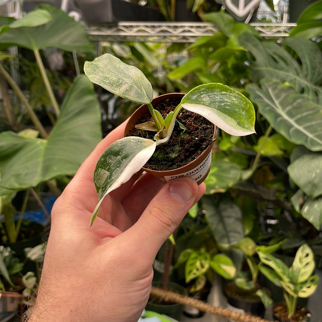 Philodendron White Knight