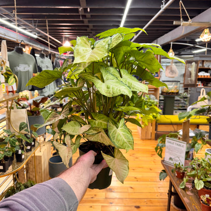 Syngonium White Butterfly