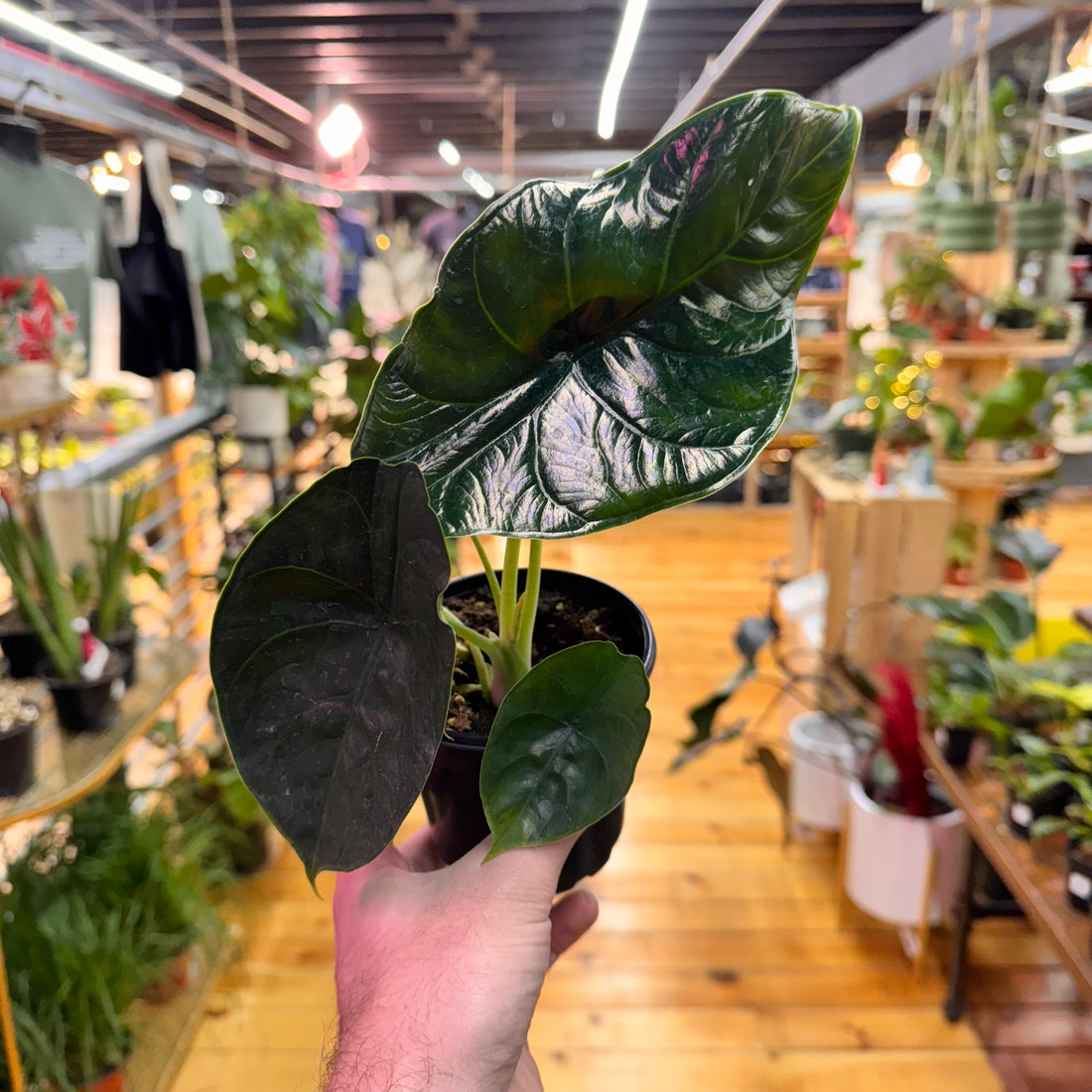 Alocasia Green Unicorn