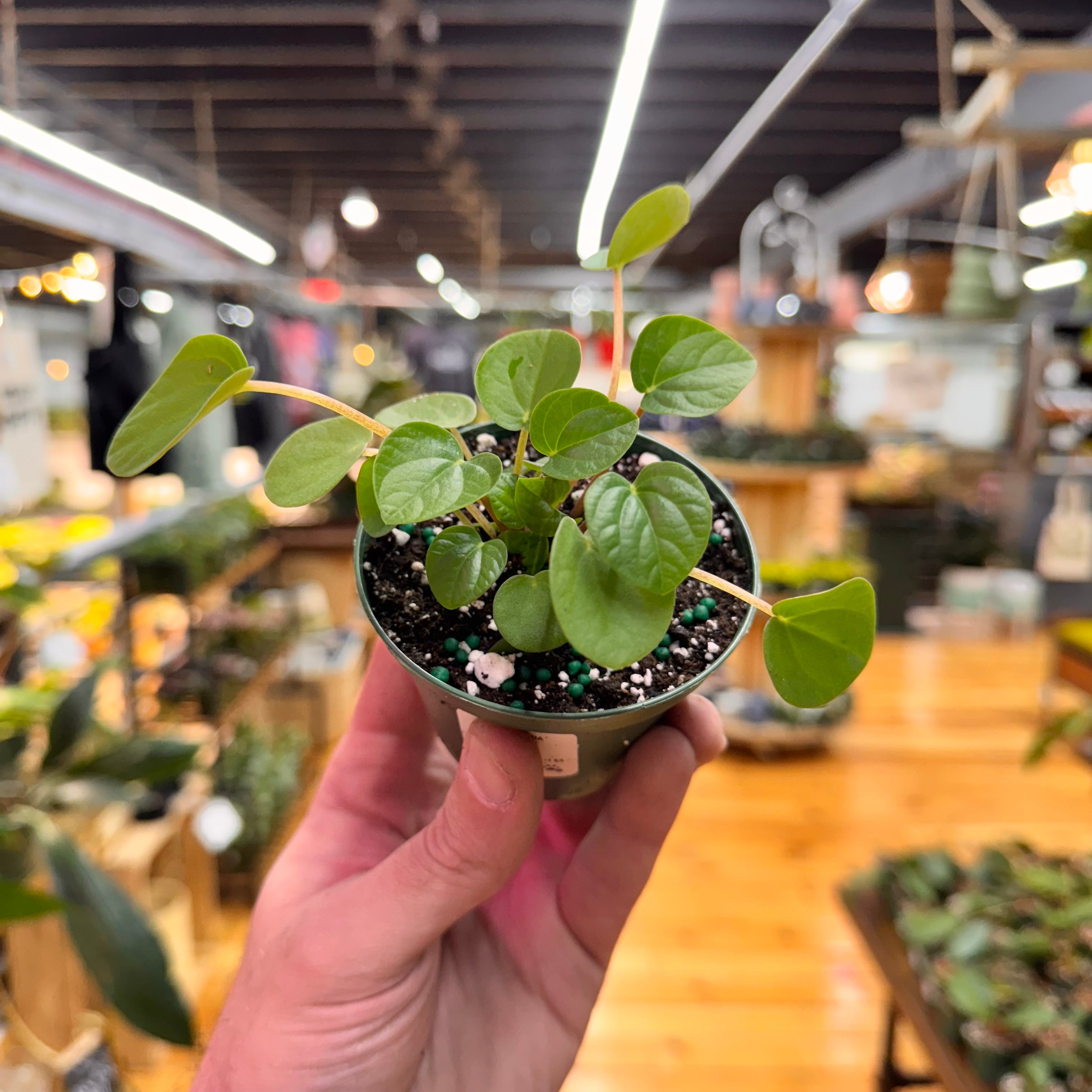 Peperomia Rana Verde