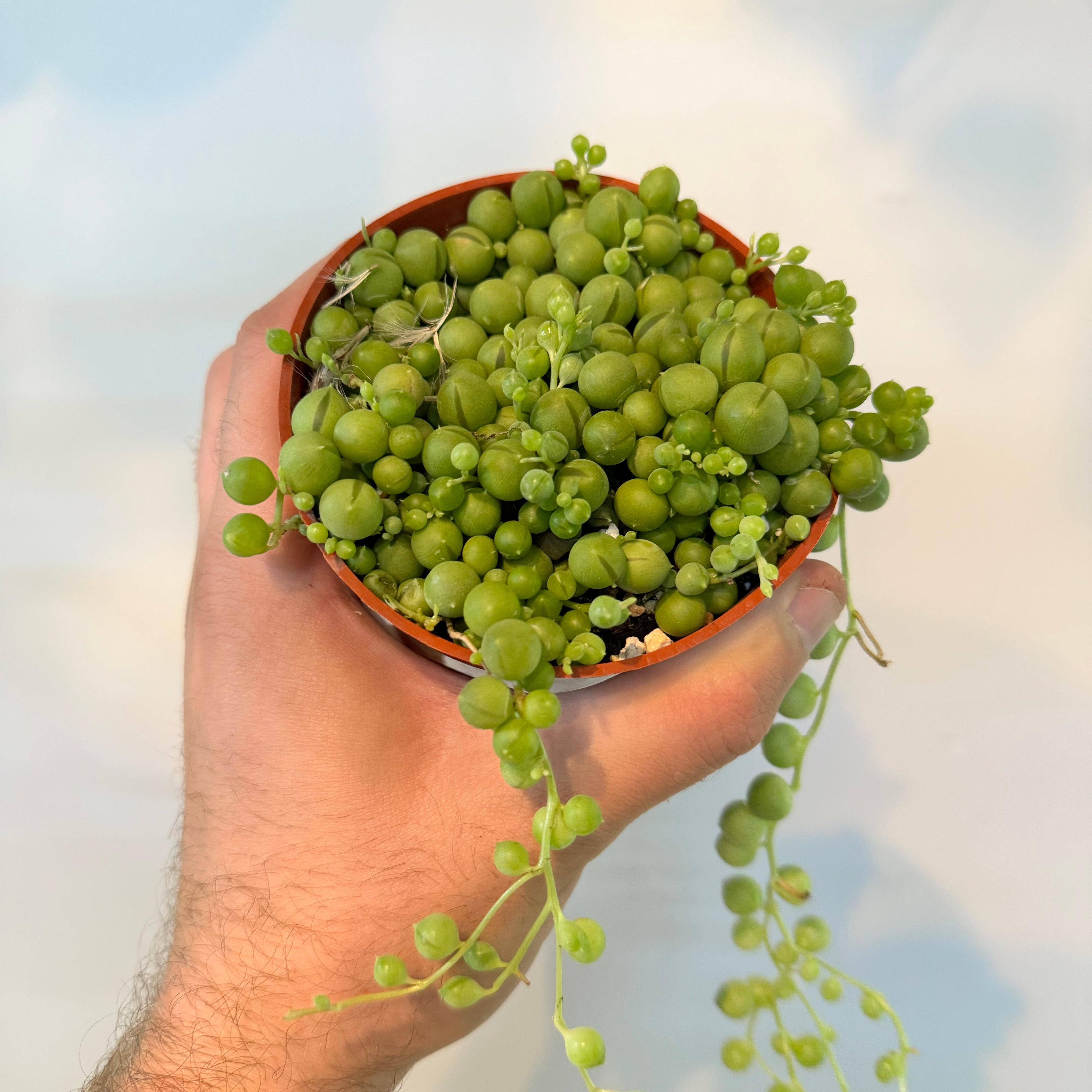 String of Pearls