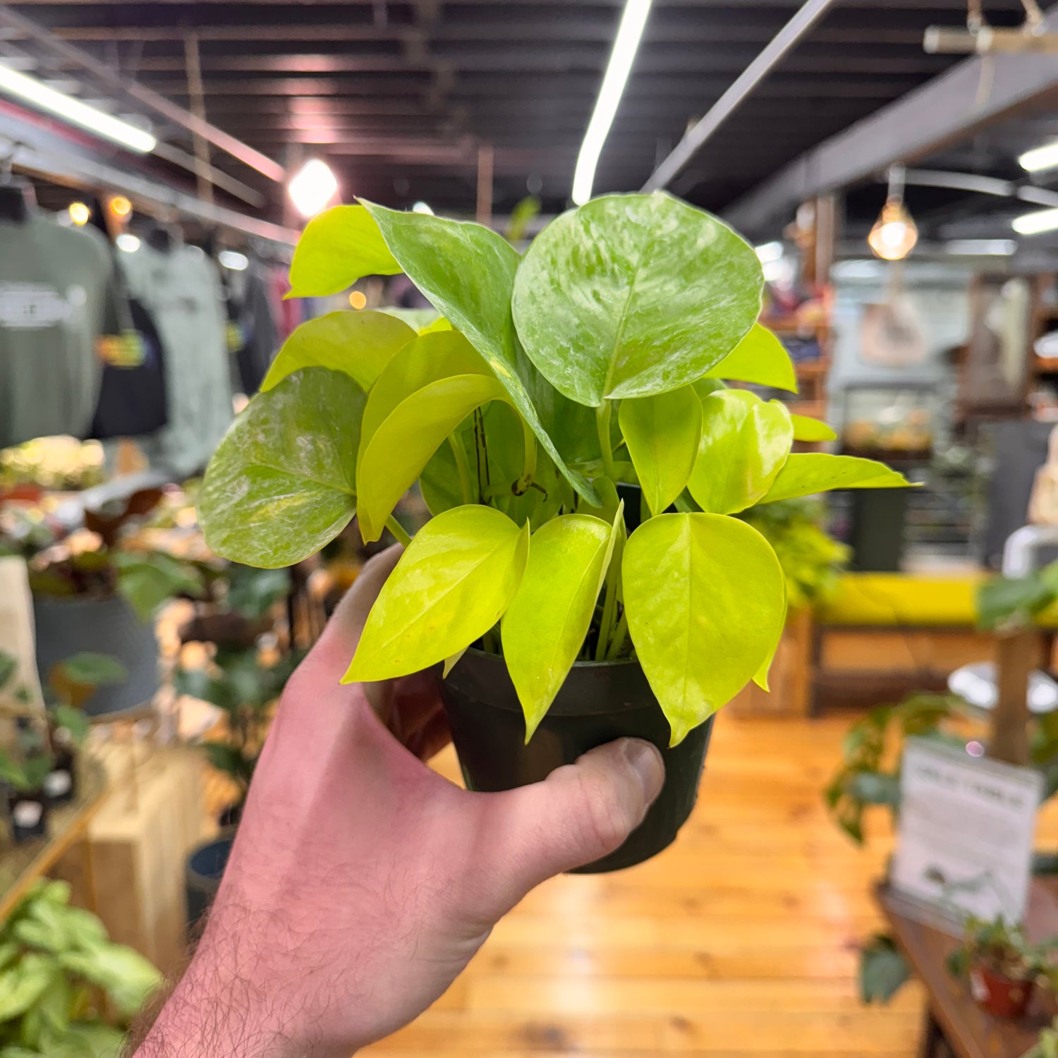 Pothos Neon