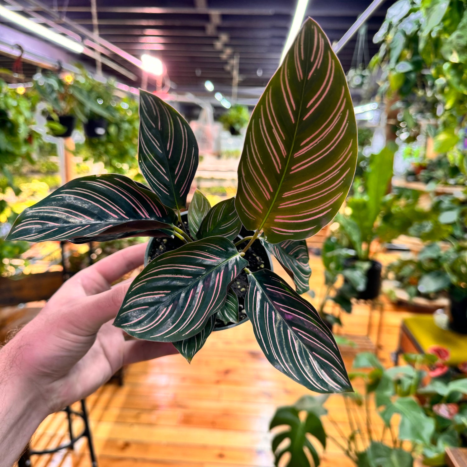 Calathea Ornata