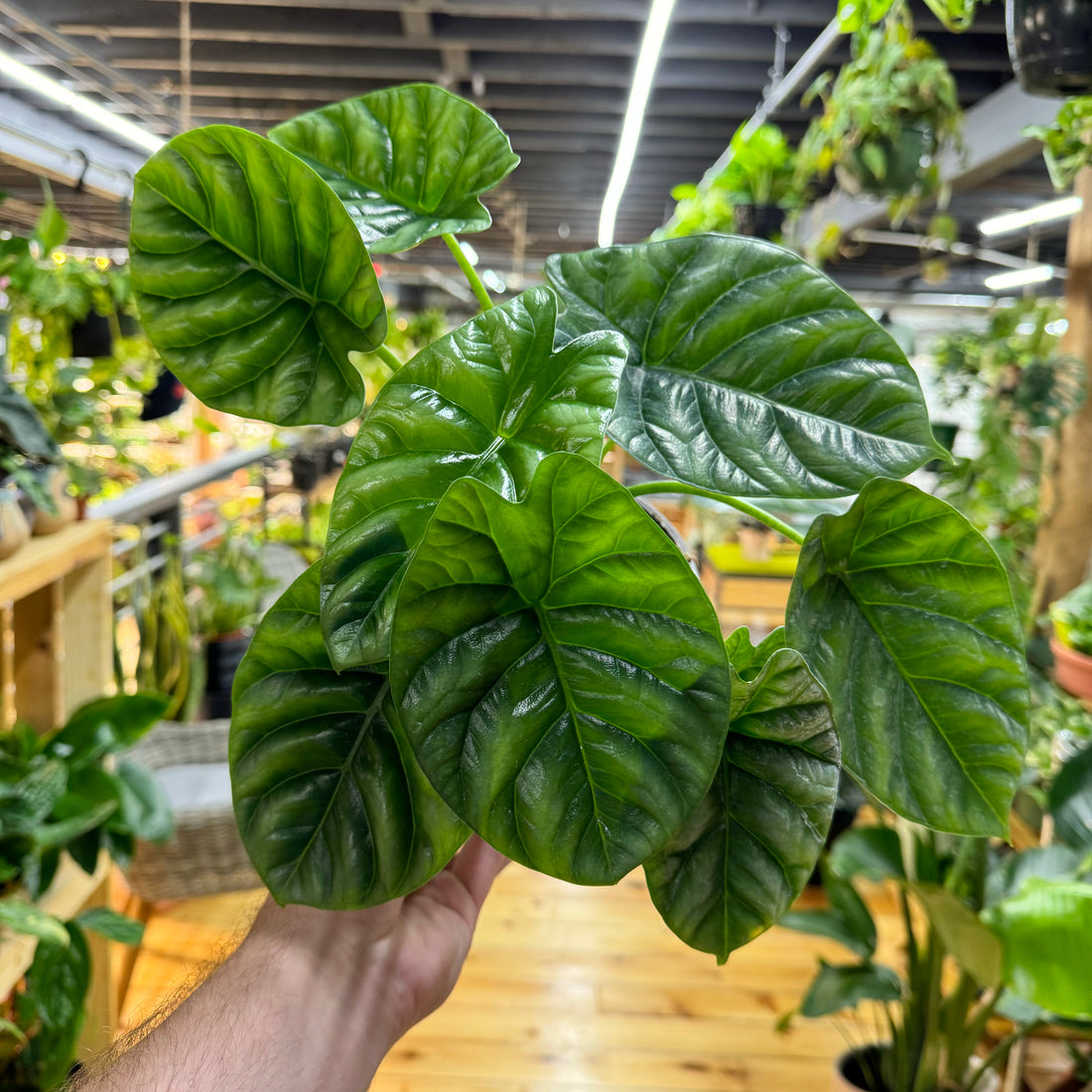 Alocasia Mirror Face