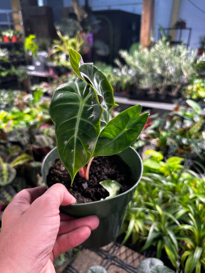 Alocasia Morocco