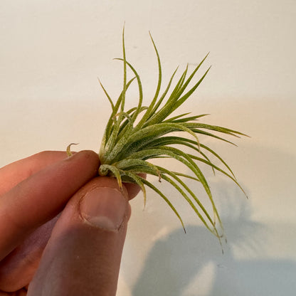 Miniata Air Plant