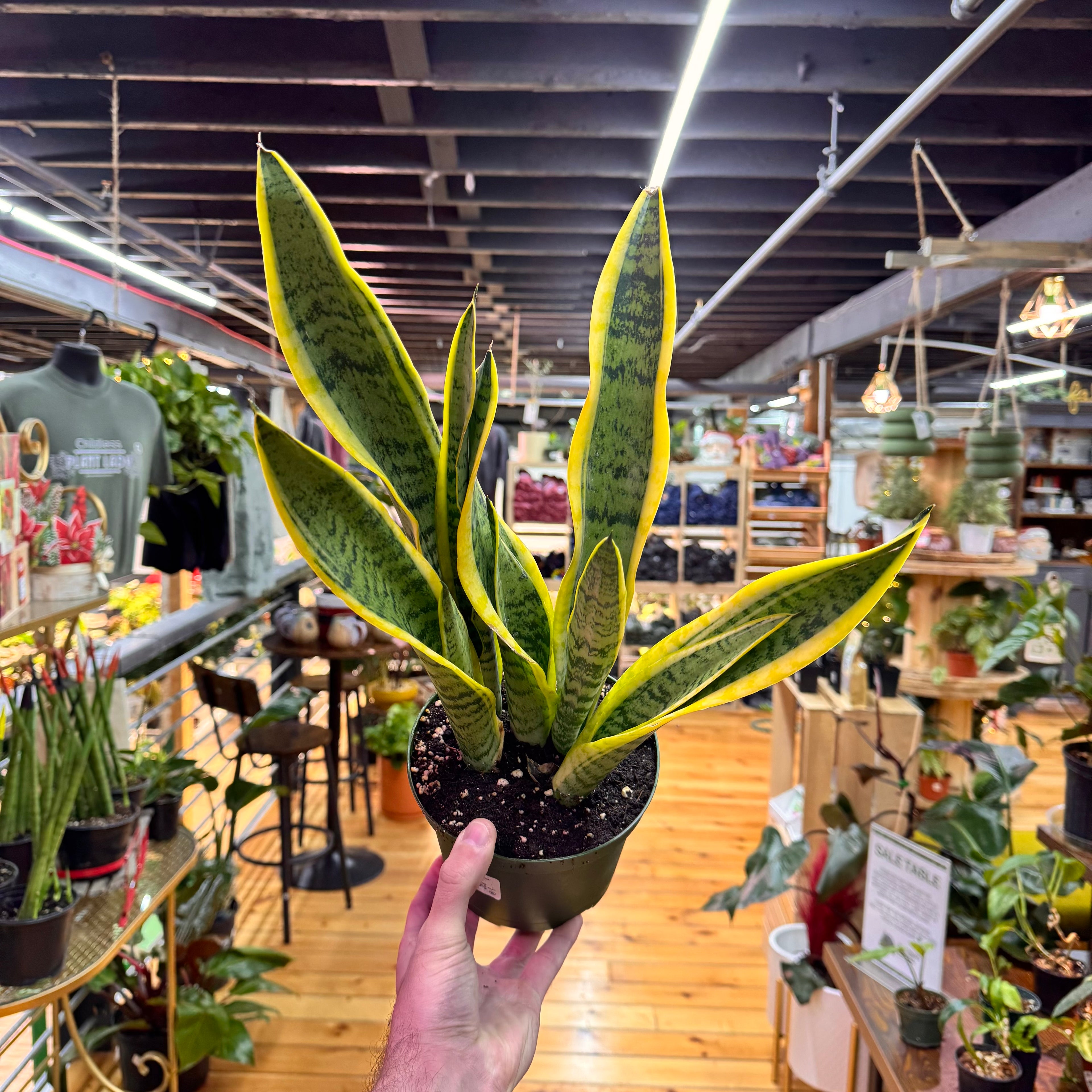 Sansevieria Laurentii